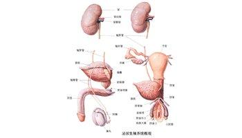 裸睡男人夏季容易患生殖感染?